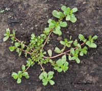 Portulaca oleracea - Photo de Pourpier potager