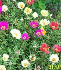 Portulaca grandiflora - Photo de Pourpier � grande fleurs
