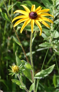 Photo de Rudbeckie h�riss�e - Rudbeckia hirta