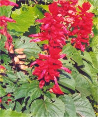 Salvia coccinea - Photo de Sauge � petites feuilles
