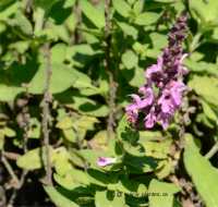 Photo de Sauge des bois - Salvia nemorosa