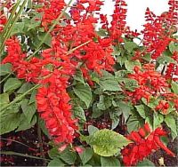 Salvia splendens - Photo de fleurs de Sauge