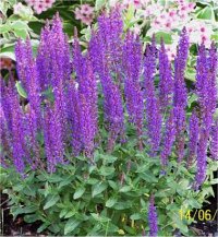 Salvia superba - Photo de fleur de Sauge