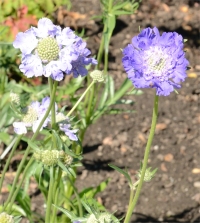 Photo de scabieuse du Caucase - Scabiosa caucasica