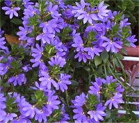 Scaevola aemula - Photo de scaevola