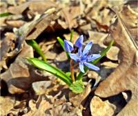 Photo de Scille � deux feuilles - Scilla bifolia