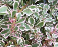 Sedum kamtschaticum variegatum - Photo d'Orpin