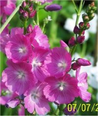 Sidalcea malviflora Elsie Heugh - Photo de Sidalc�e malvac�e