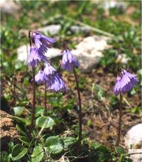 Photo de Soldanelle des alpes - Soldanella alpina