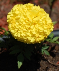 Photo de rose d'Inde - Tagetes erecta