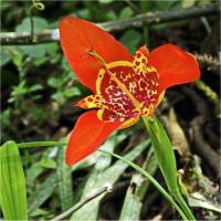 Photo de Tigridie oeil de paon - Tigridia pavonia