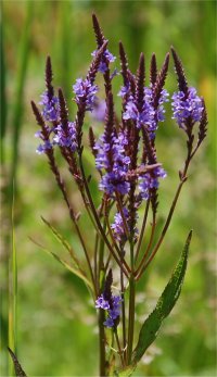 Photo de fleurs de Verveine hast�e - Verbena hastata