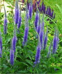 Photo de v�ronique � longues feuilles - Veronica longifolia