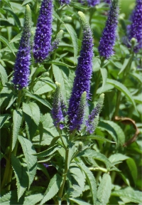 Photo de v�ronique en �pis - Veronica spicata
