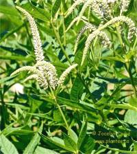 Photo de V�ronique de Virginie - Veronicastrum virginicum